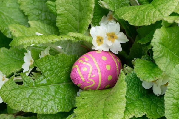 Huevo Chocolate Envuelto Papel Rosa Escondido Una Planta Para Pascua —  Fotos de Stock