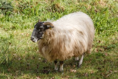 Britanya 'da bir tarlada İskoç Kara Yüz koyunu