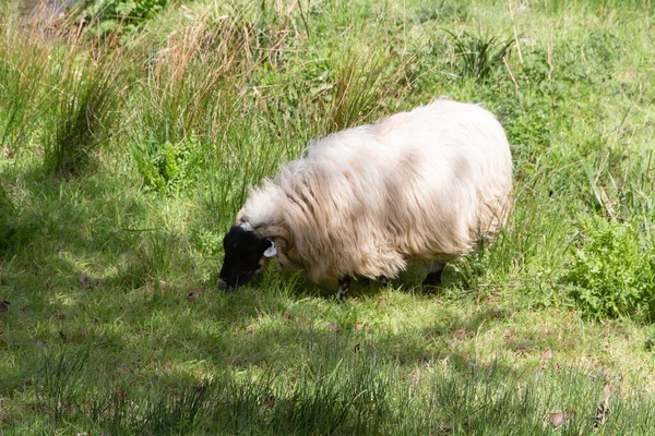 Шотландські Чорні Вівці Пасуться Полі — стокове фото