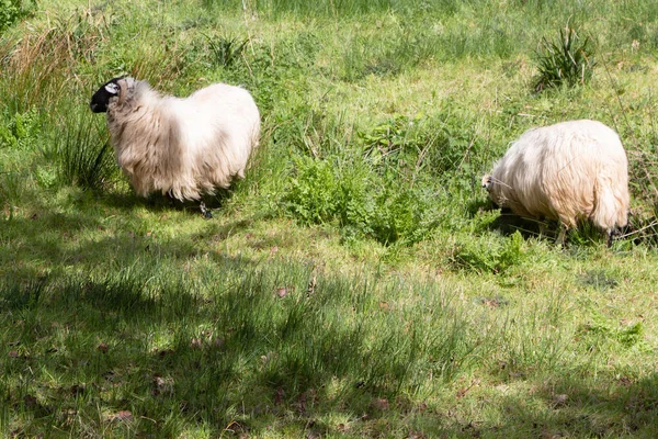 Pâturage Moutons Visage Noir Écossais Dans Champ — Photo