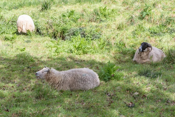 Ovini Sdraiati Pascolo Campo — Foto Stock