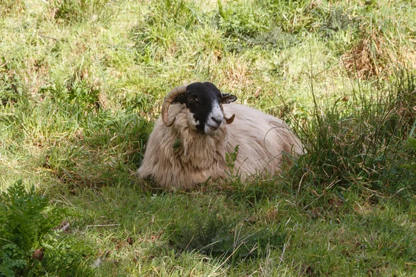スコットランドの黒い顔の羊が野原に横たわっている — ストック写真