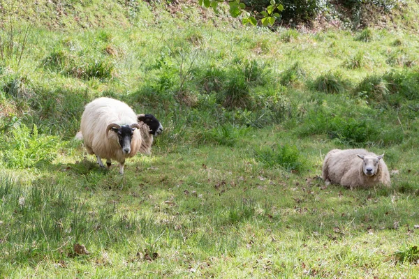 Вівці Лежать Пасуться Полі — стокове фото