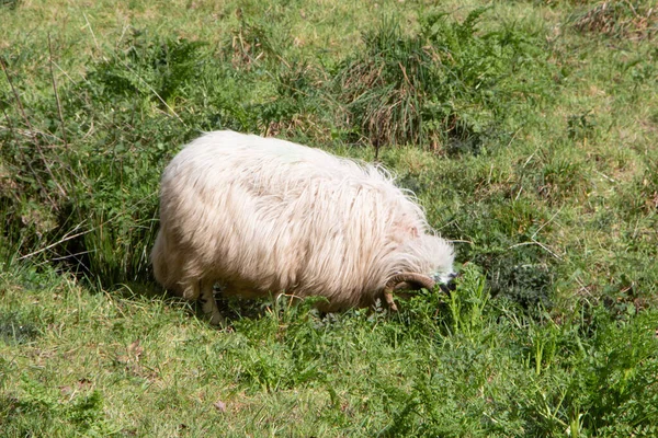 Szkocka Owca Czarnodzioba Wypasana Polu — Zdjęcie stockowe