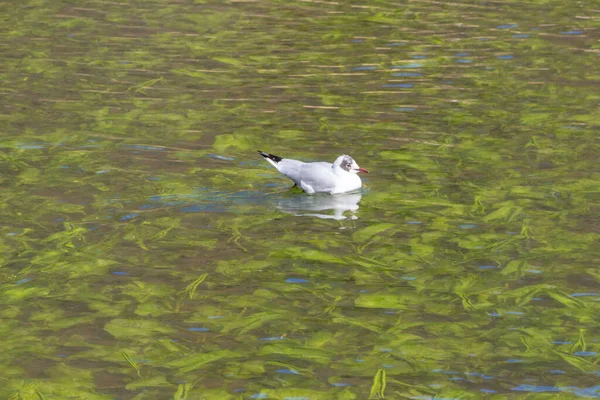 Black Headed Gull Pond Brittany — Stock Photo, Image