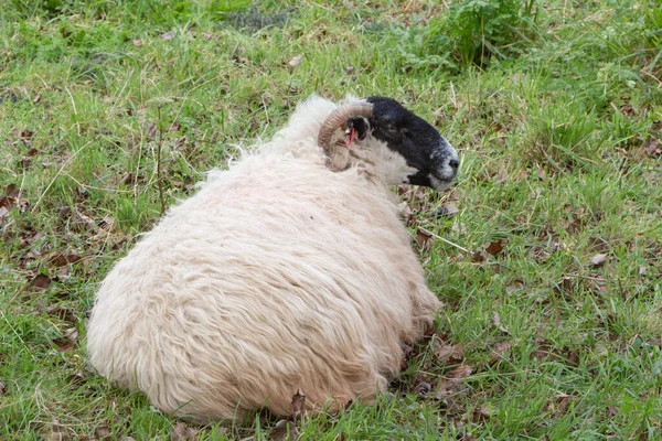 Får Som Ligger Ett Fält Bretagne — Stockfoto