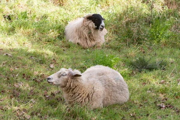 Moutons Noirs Écossais Couchés Dans Champ — Photo