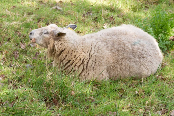 Белая Овца Лежит Поле Бретани — стоковое фото