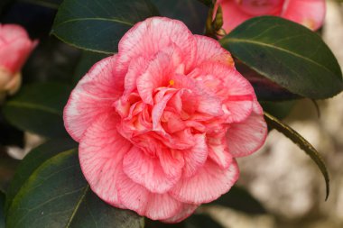 Baharda bir bahçede pembe kamelya çiçeği