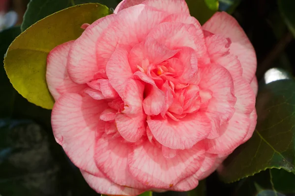 Rosafarbene Kamelienblüte Winter Garten — Stockfoto
