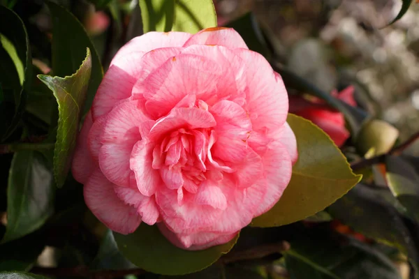 Růžový Květ Kamélie Zahradě Během Zimy — Stock fotografie