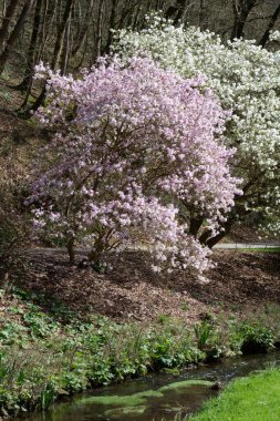 Parkta nehir ve manolya ağaçları