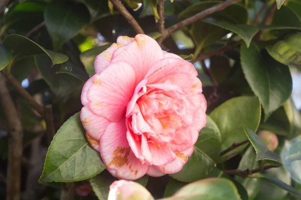 Rosa Kamelienblüte Einem Garten — Stockfoto