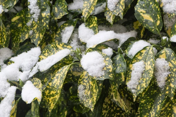 Sneeuw Bladeren Van Een Plant Tijdens Winter — Stockfoto