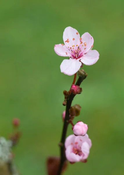 Prunus Λουλούδι Έναν Κήπο Κατά Διάρκεια Του Χειμώνα — Φωτογραφία Αρχείου