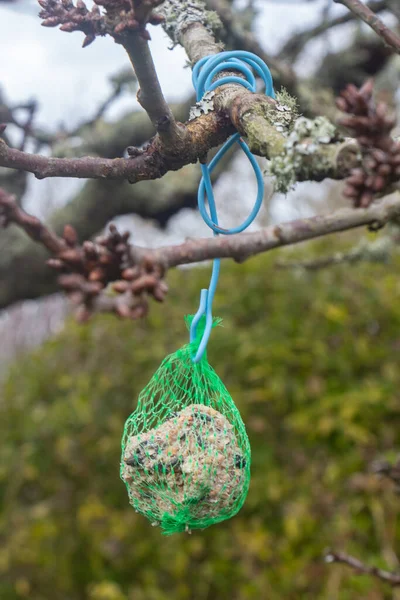 木の枝に結ばれた鳥のための脂肪球 — ストック写真