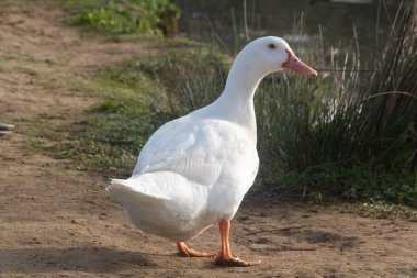 Brittany 'de bir nehrin kıyısındaki beyaz kaz