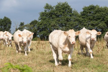 Brittany 'de bir tarlada yürüyen beyaz kömürleşmiş inekler.