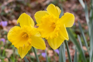 Baharda bir bahçede iki nergis çiçeği