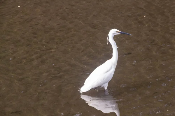 Litlle Egret Walking River Brittany — 스톡 사진
