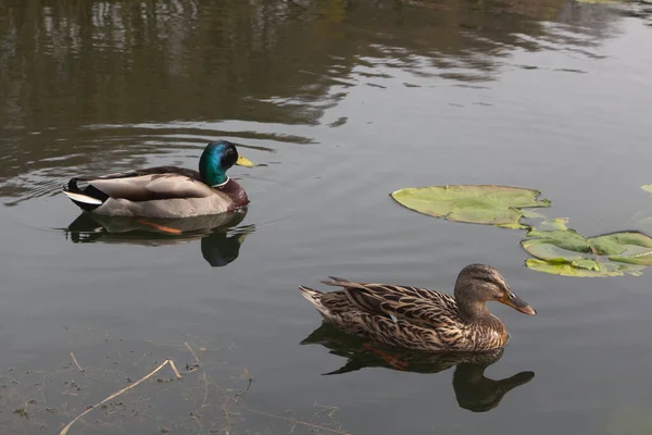 Mallardské Kachny Plavající Řece Bretani — Stock fotografie