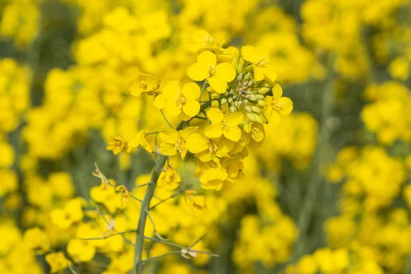 Campo Canola Con Flores Amarillas Bretaña —  Fotos de Stock