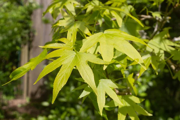 Maple Leaves Garden Spring — Stockfoto