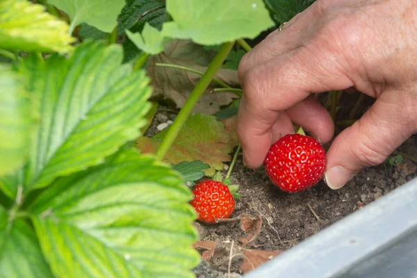 Pick Strawberry Vegetable Garden — Stock Photo, Image