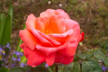 Baharda bahçede portakal gülü