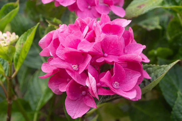 Yaz Aylarında Bir Bahçede Pembe Hidangea Çiçekler — Stok fotoğraf
