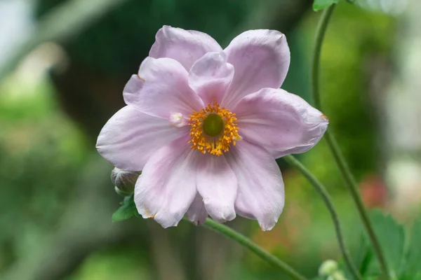 Pink Flower Japanese Anemone Garden — стоковое фото