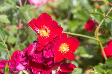 Baharda bahçede kırmızı bir gül