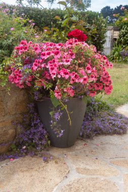Baharda bahçesinde pembe sardunya çiçekleri olan bir bitki.