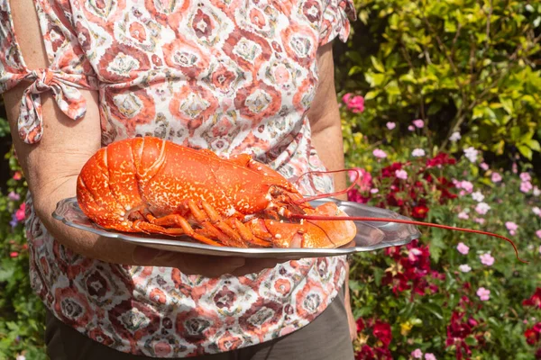 Cooked Lobster Plate Served Woman — Stock Photo, Image