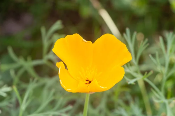 Flower California Poppy Garden Spring — Stockfoto