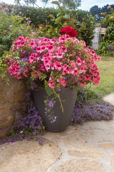 Baharda bahçesinde pembe sardunya çiçekleri olan bir bitki.