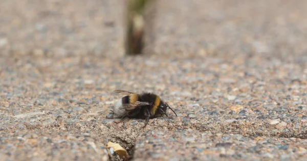 Bee Walking Ground Brittany — Photo