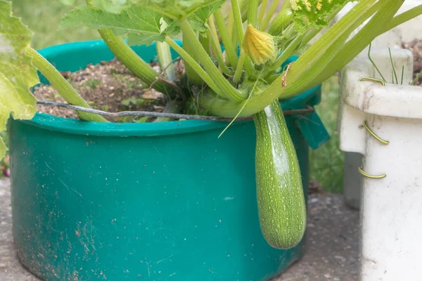 Zucchini Growing Flowerpot Vegetable Garden — Stok fotoğraf