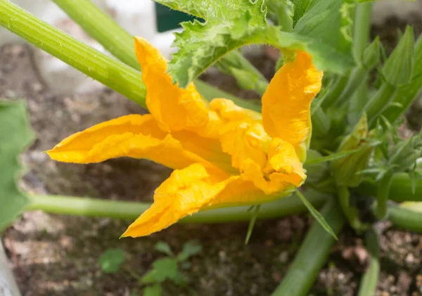 Flor Abobrinha Amarela Uma Horta Durante Primavera — Fotografia de Stock