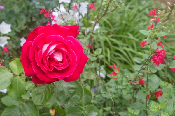 Красная Роза Саду Летом — стоковое фото