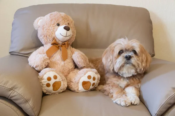 Teddy bear and lhasa apso dog lying on a sofa