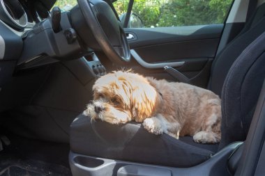 Bir arabanın ön koltuğuna yatan Lhasa Apso köpeği