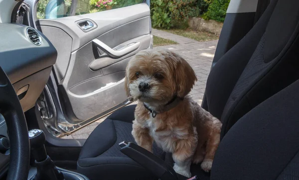 Lhasa Apso dog sitting on the front seat of a car