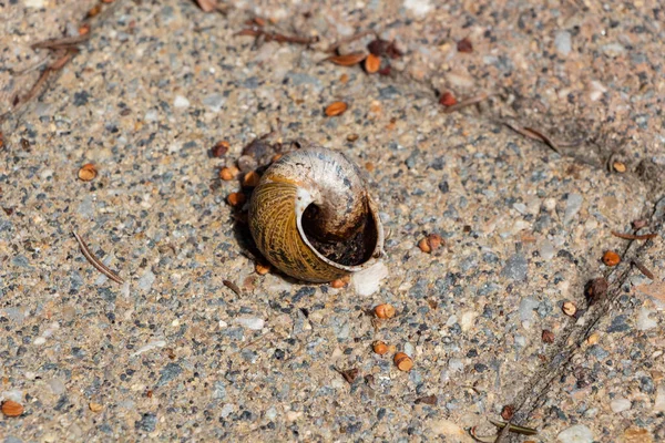 Empty Snail Shell Ground Garden — Stock Photo, Image