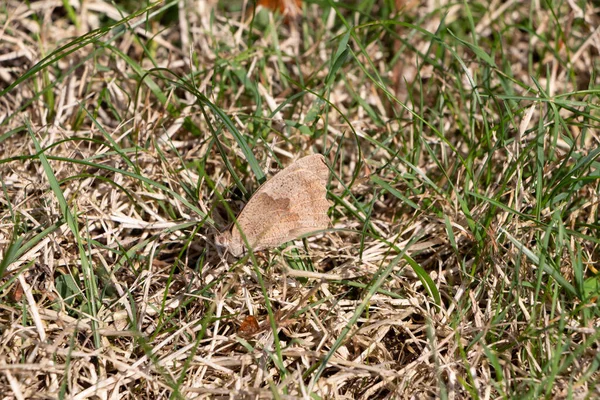 Луговая Коричневая Бабочка Приземляется Траву — стоковое фото