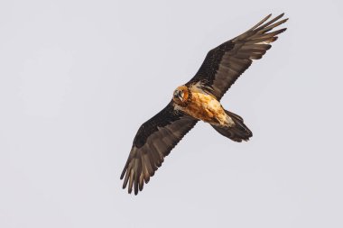 Sakallı akbaba (Gypaetus barbatus), sakallı akbaba ve osifraj olarak da bilinir.