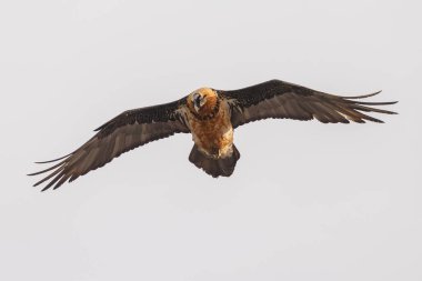 Sakallı akbaba (Gypaetus barbatus), sakallı akbaba ve osifraj olarak da bilinir.