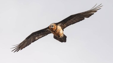 Sakallı akbaba (Gypaetus barbatus), sakallı akbaba ve osifraj olarak da bilinir.