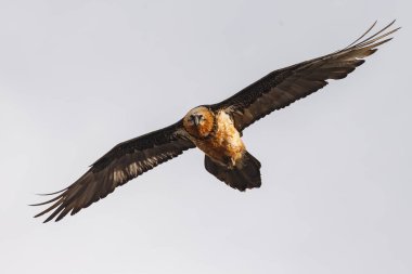 Sakallı akbaba (Gypaetus barbatus), sakallı akbaba ve osifraj olarak da bilinir.