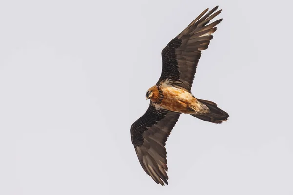 Бородата Вульфа Gypaetus Barbatus Також Відома Ламмергера Оссіогета — стокове фото